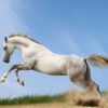 Cappadocia Horse Tour from Kusadasi