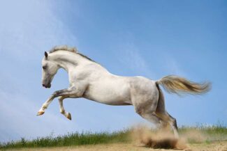 Cappadocia Horse Tour from Kusadasi Cappadocia Horse Tour from Kusadasi