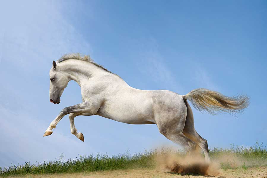 Cappadocia Horse Tour from Kusadasi