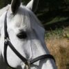 Cappadocia Horse Tour from Kusadasi