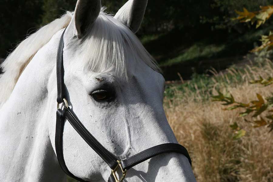Cappadocia Horse Tour from Kusadasi